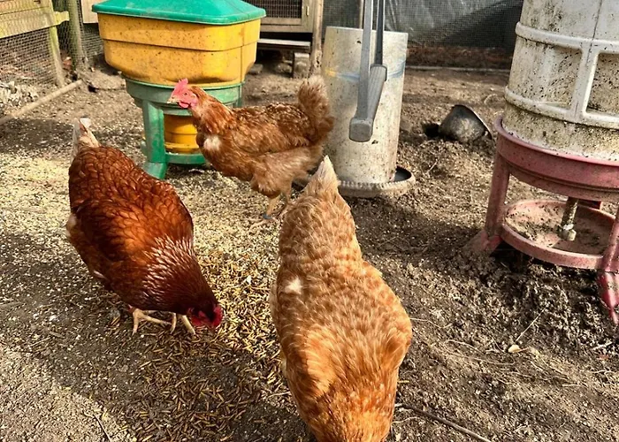 Σπίτι διακοπών Spacious House In Clervaux - 5 Bedrooms -10 Guests Marnach